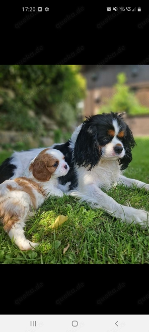 Cavalier King Charles Spaniel Welpen