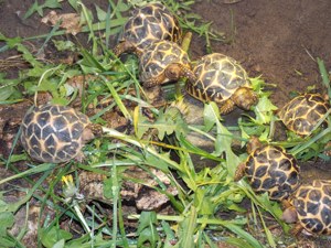 Sternschildkröten NZ 24