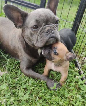 French Bulldog Hündin, knapp 5 Jahre sucht Prinzessinnenplatz, Platz vor Preis