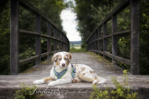 Bildschöne Australian Shepherd Welpen