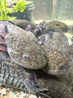 Axolotl Jungtiere Wildlinge