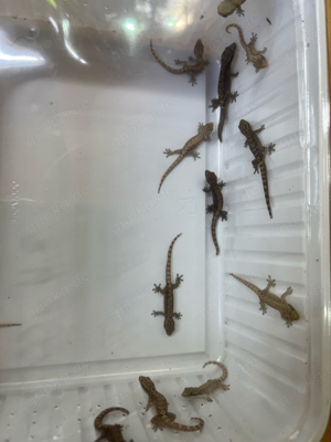 Jungferngeckos - Lepidodactylus lugubris 