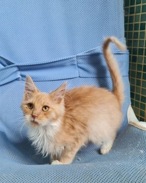 1 roter Maine Coon Kitten (Kater)