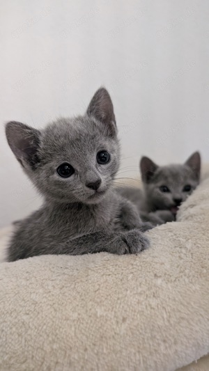 Russisch Blau Kitten Katze - 1 noch frei