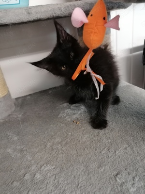 Maine Coon Kitten 