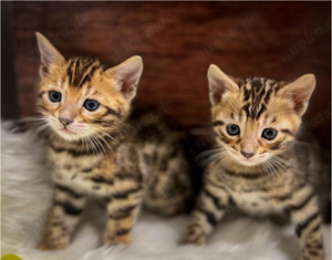 reinrassige BengalKitten