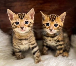 BengalKitten mit Stammbaum