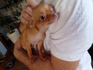XS Teacup Mini Chihuahua reinrassig, weiblich, 1,6 kg leicht,  7 Monate, geimpft, Chip und EU Pass 