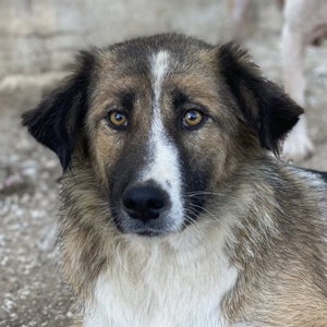 Poppi, geb. ca. 06 2021,lebt in GRIECHENLAND, im städt. Tierheim Serres