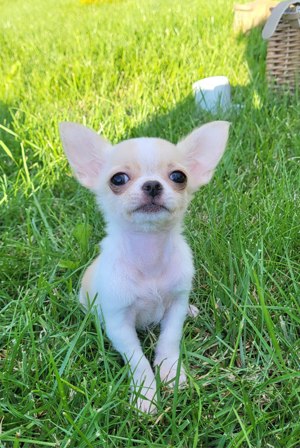 Mini Chihuahua Welpe 