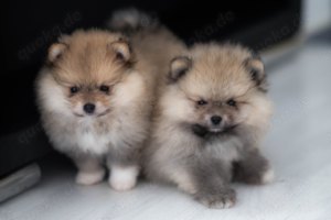 Pomeranian Zwergspitz Welpen