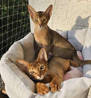 Abessinische Mini-Pumas