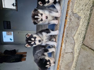  Huskywelpen suchen Zuhause 