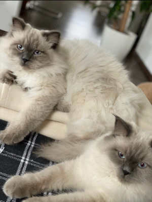 zweifaches glück. 2 Kastrierte Ragdoll Bule Point Kater 