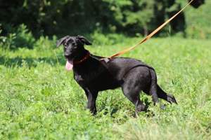 Labradormischling *BABSY* - das Welpenmädchen ist noch etwas vorsichtig. Sie braucht etwas Zeit. 