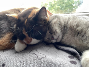 Zwei BKH Katzen im Doppelpack abzugeben
