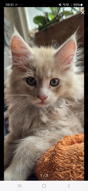 wunderschöne Maine Coon kitten