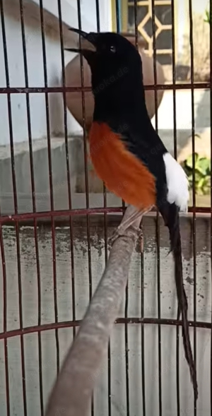 For sale White-rumped Shama Bird