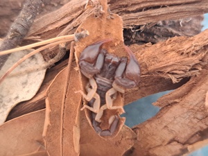 Pärchen Euscorpius flavicaudis Adult