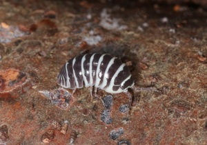 Armadillidium maculatum - Zebrarollassel - Terrarium - Haustier