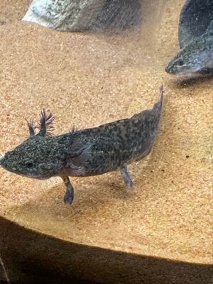 Axolotl Jungtiere 