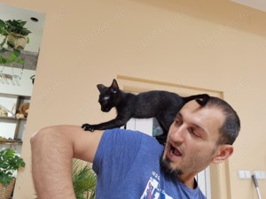 tolle kleine Katze Luna sucht ein schönes Zuhause mit Artgenossen