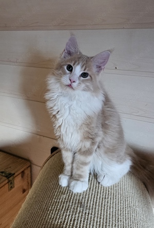 Maine Coon Prinz sucht Ritterburg