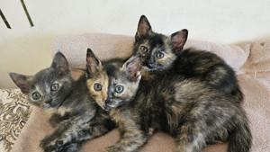 liebes junges Katzen Trio Luna, Bella und Masha sucht ein Zuhause