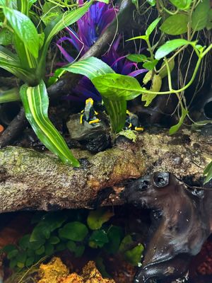 2.0 Dendrobates tinctorius tumucumaque 