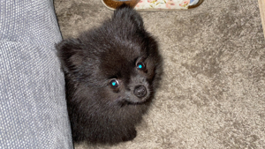 Pomeranian Zwergspitz