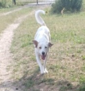 Banjo, a.d.Tierschutz, 1 Jahr, sucht Happy-Home 