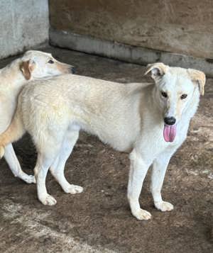 Sugar G ca. 46 cm   der Elegante