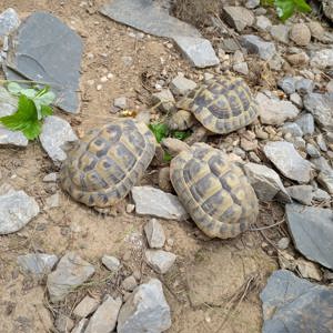 Griechische Landschildkröten (Testudo Hermanni boettgeri) Nachzuchten mit Papieren