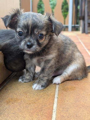 Reinrassige langhaar Chihuahua Welpen 