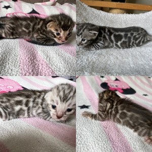 Bengal kitten Silber oder Braun Rosette Reinrassig 