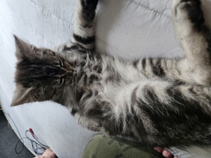 Main Coon  bkh Kater suchen neuen Dosenöffnern