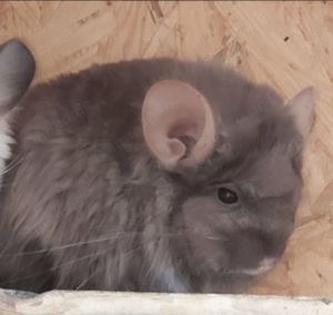  Chinchillas aus Hobbyzucht (seit 1990) *Platz vor Preis*