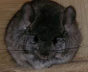 Junge Chinchillas aus Hobbyzucht (seit 1990)