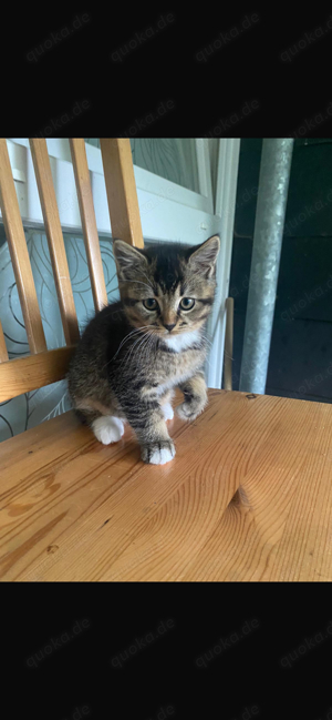 BKH Maine-Coon Mix Kitten sehr süß und wunderschön 