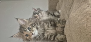 Norwegische Waldkatze Maine Coon Mix Kitten Katze 