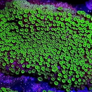 Montipora Hofmesteri Koralle Meerwasser