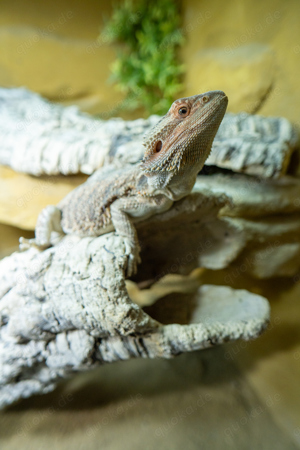 Bartagame (2 Jahre alt) - inkl echtholz Terrarium weiß komplett