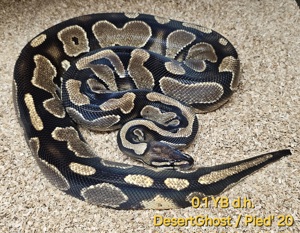 Königspython 0.1 Yellowbelly d.h. DesertGhost Pied