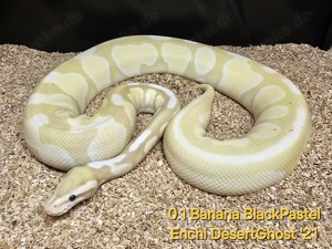 Königspython 0.1 Banana BlackPastel Enchi DesertGhost 