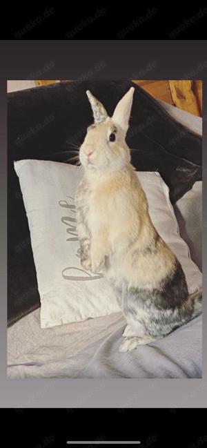 Kaninchen (Cosmo) sucht ein liebevolles Zuhause 