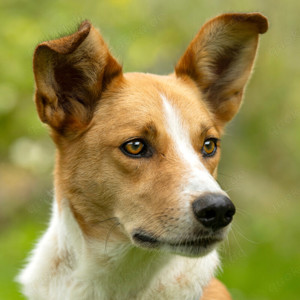 Bonitos, 5 Jahre - Mischling - Tierhilfe Franken e.V.