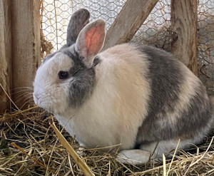 Charly, 5 Jahre - Zwergkaninchen - Tierhilfe Franken e.V.