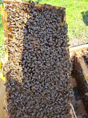 3x Bienen Ableger Carnica zu verkaufen  auf Zanderrähmchen 