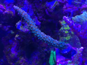 acropora sps grün mit blauen spitzen