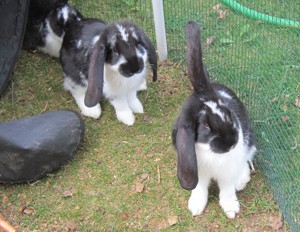 4 Junge Kaninchen, (Absetzer) zu verkaufen; Deutsche Riesen-Riesenwidder -Mix